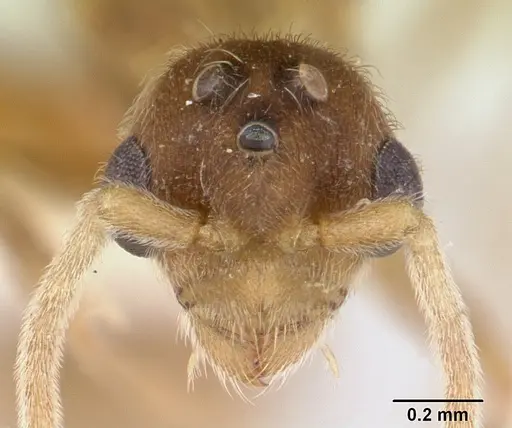 Allomerus vogeli specimen CASENT0178480 image casent0178480_2