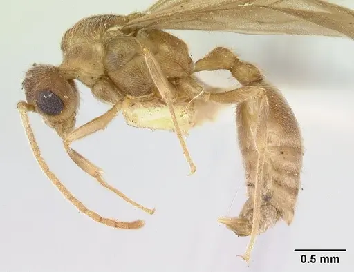 Allomerus vogeli specimen CASENT0178480 image casent0178480_3