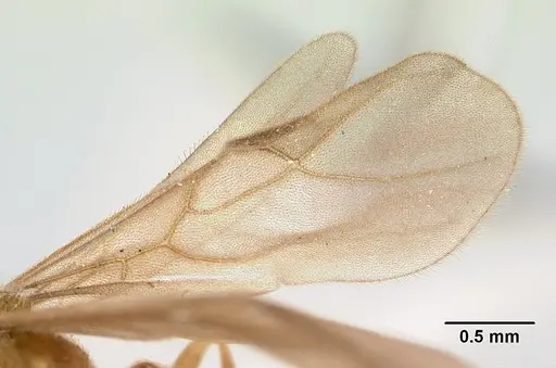 Allomerus vogeli specimen CASENT0178480 image casent0178480_4