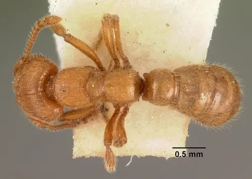Amblyopone aberrans specimen CASENT0102193 image casent0102193_1