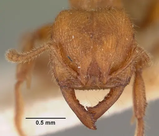 Amblyopone aberrans specimen CASENT0102193 image casent0102193_2