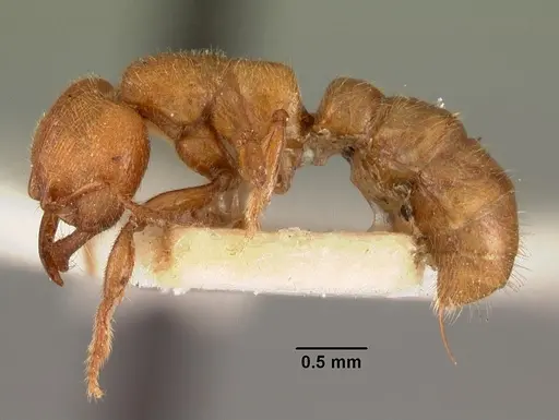 Amblyopone aberrans specimen CASENT0102193 image casent0102193_3