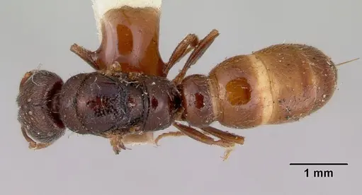 Amblyopone aberrans specimen CASENT0172183 image casent0172183_1