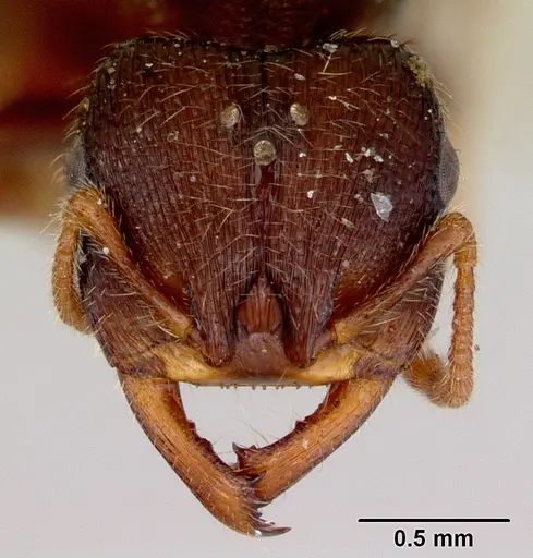 Amblyopone aberrans specimen CASENT0172183 image casent0172183_2