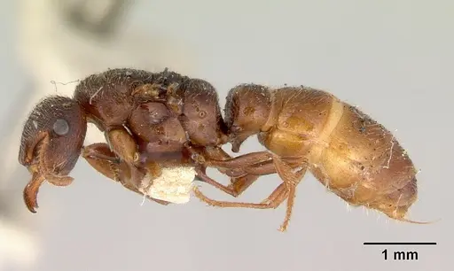 Amblyopone aberrans specimen CASENT0172183 image casent0172183_3