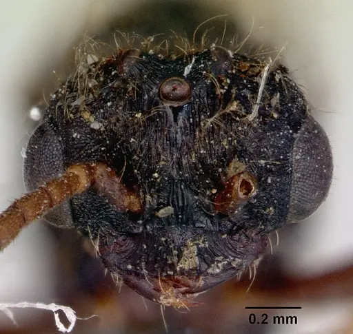 Amblyopone aberrans specimen CASENT0172184 image casent0172184_2