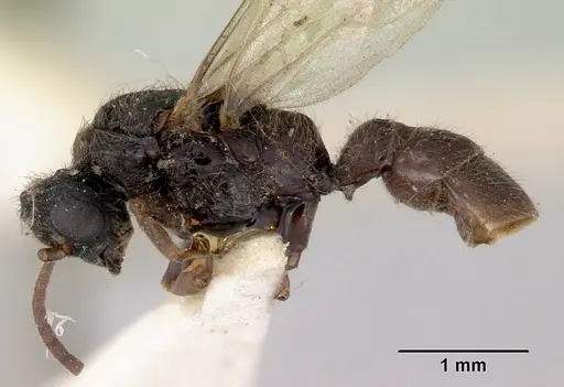 Amblyopone aberrans specimen CASENT0172184 image casent0172184_3