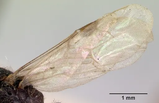 Amblyopone aberrans specimen CASENT0172184 image casent0172184_4