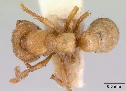 Amblyopone aberrans specimen CASENT0172185 image casent0172185_1