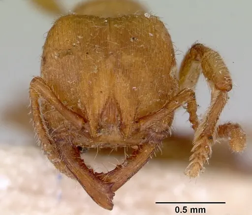Amblyopone aberrans specimen CASENT0172185 image casent0172185_2
