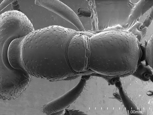 Amblyopone australis specimen ANTWEB1008497 image antweb1008497_1