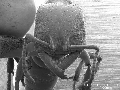 Amblyopone australis specimen ANTWEB1008497 image antweb1008497_2