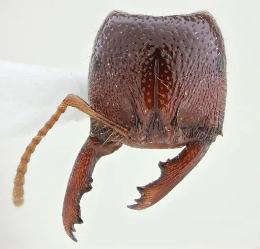 Amblyopone australis specimen ANTWEB1032553 image antweb1032553_1