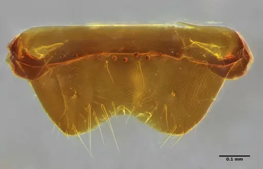 Amblyopone australis specimen ANTWEB1032553 image antweb1032553_2
