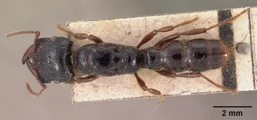 Amblyopone australis specimen CASENT0102125 image casent0102125_1