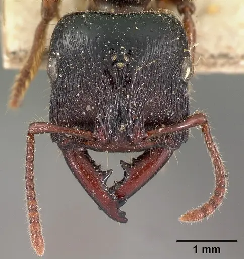 Amblyopone australis specimen CASENT0102125 image casent0102125_2