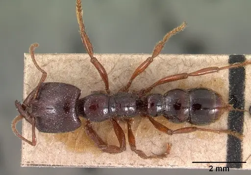 Amblyopone australis specimen CASENT0102148 image casent0102148_1