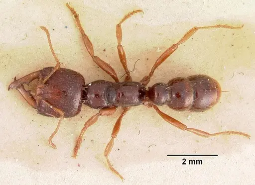 Amblyopone australis specimen CASENT0102184 image casent0102184_1