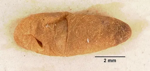 Amblyopone australis specimen CASENT0102184 image casent0102184_2