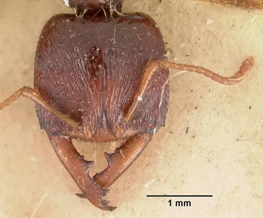 Amblyopone australis specimen CASENT0102184 image casent0102184_3
