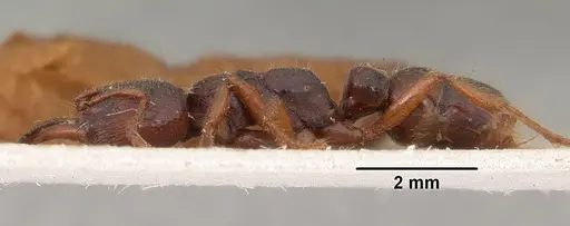 Amblyopone australis specimen CASENT0102184 image casent0102184_4