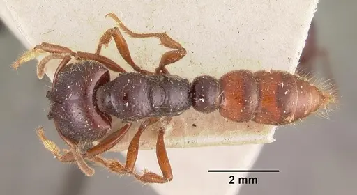 Amblyopone australis specimen CASENT0102519 image casent0102519_1