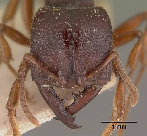 Amblyopone australis specimen CASENT0102519 image casent0102519_2
