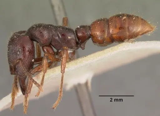 Amblyopone australis specimen CASENT0102519 image casent0102519_3