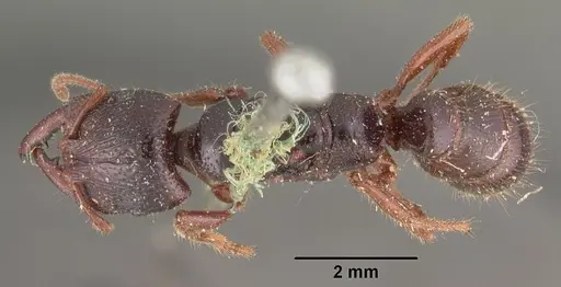 Amblyopone australis specimen CASENT0102520 image casent0102520_1