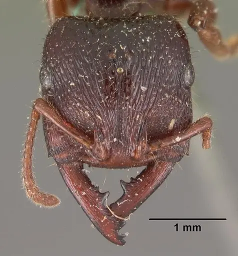 Amblyopone australis specimen CASENT0102520 image casent0102520_2