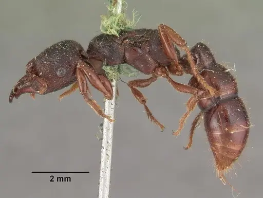 Amblyopone australis specimen CASENT0102520 image casent0102520_3