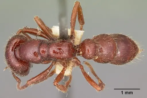 Amblyopone australis specimen CASENT0104575 image casent0104575_1