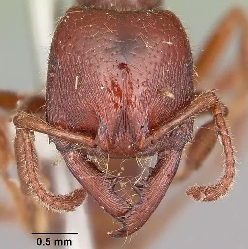 Amblyopone australis specimen CASENT0104575 image casent0104575_2