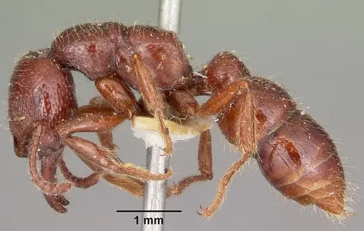 Amblyopone australis specimen CASENT0104575 image casent0104575_3