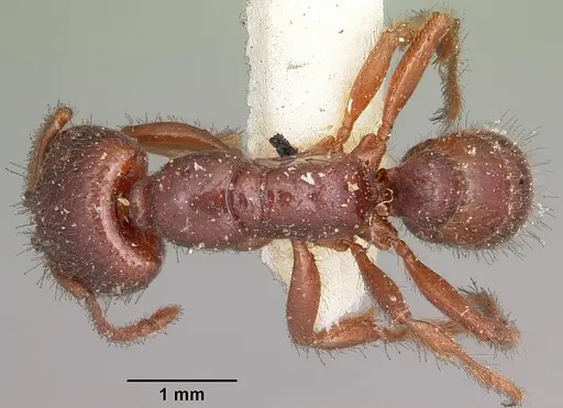 Amblyopone australis specimen CASENT0104576 image casent0104576_1