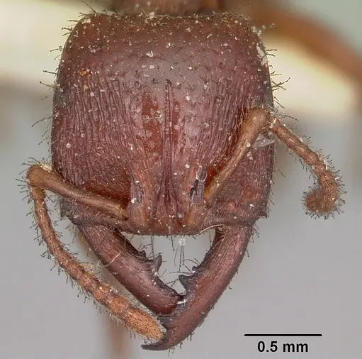 Amblyopone australis specimen CASENT0104576 image casent0104576_2
