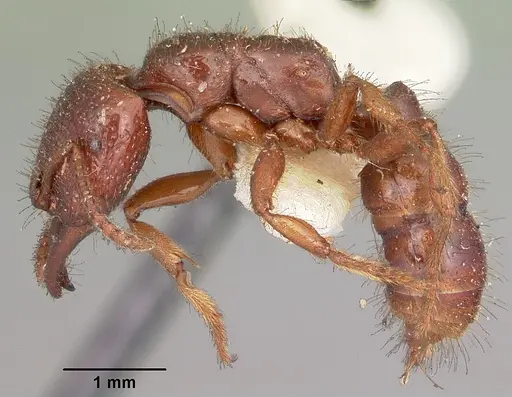 Amblyopone australis specimen CASENT0104576 image casent0104576_3