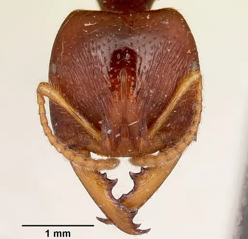 Amblyopone australis specimen CASENT0104578 image casent0104578_2