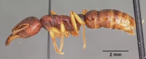 Amblyopone australis specimen CASENT0104578 image casent0104578_3