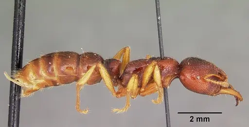 Amblyopone australis specimen CASENT0104578 image casent0104578_4