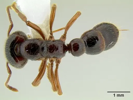 Amblyopone australis specimen CASENT0106229 image casent0106229_1
