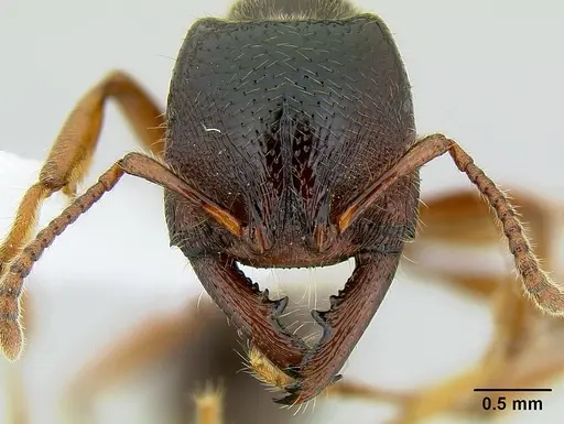 Amblyopone australis specimen CASENT0106229 image casent0106229_2