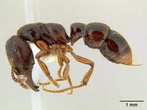Amblyopone australis specimen CASENT0106229 image casent0106229_3
