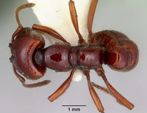 Amblyopone australis specimen CASENT0172212 image casent0172212_1