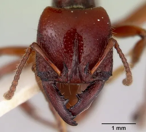 Amblyopone australis specimen CASENT0172212 image casent0172212_2