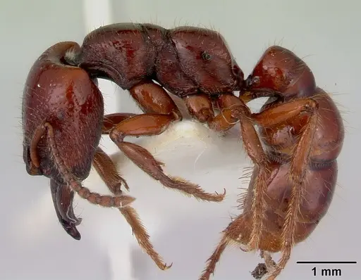 Amblyopone australis specimen CASENT0172212 image casent0172212_3