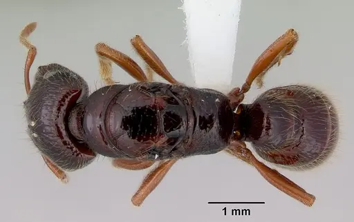 Amblyopone australis specimen CASENT0172213 image casent0172213_1