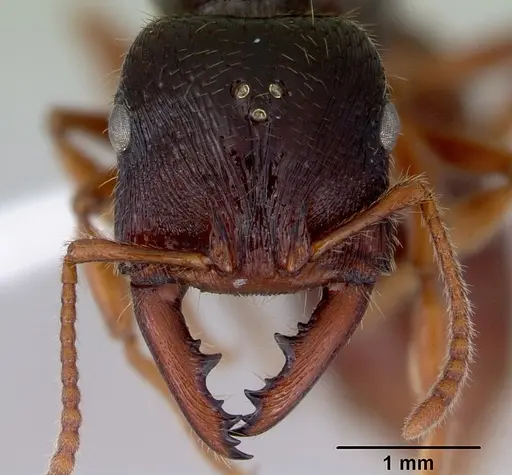 Amblyopone australis specimen CASENT0172213 image casent0172213_2