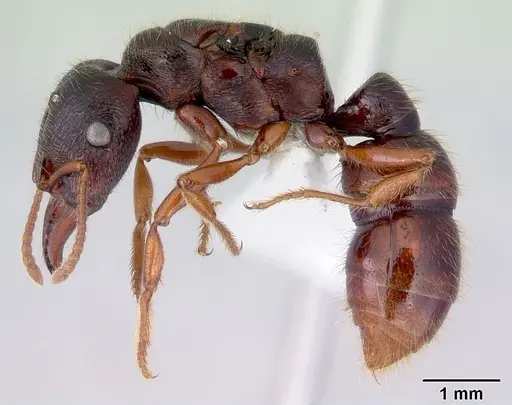 Amblyopone australis specimen CASENT0172213 image casent0172213_3