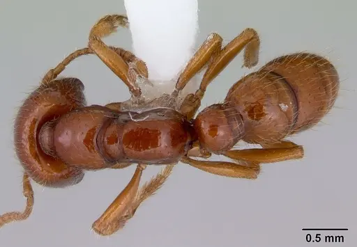 Amblyopone australis specimen CASENT0172214 image casent0172214_1